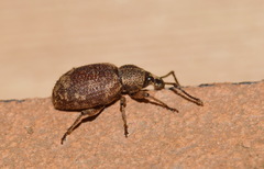 Otiorhynchus veterator