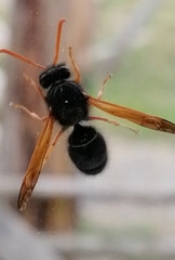 Hypodynerus colocolo