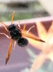 Hypodynerus colocolo