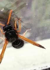 Hypodynerus colocolo