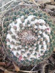 Mammillaria wagneriana