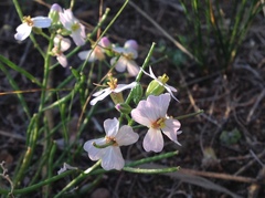 Dontostemon integrifolius
