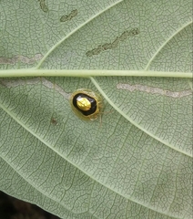 Charidotis circumducta