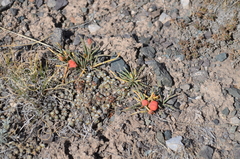 Ephedra fedtschenkoae