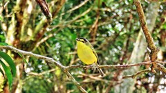 Todirostrum poliocephalum