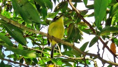 Todirostrum poliocephalum