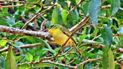 Todirostrum poliocephalum