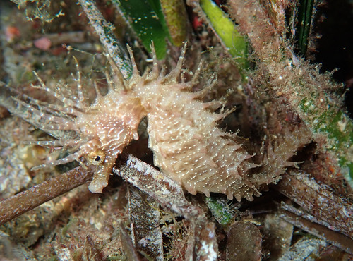 Long-snouted Seahorse