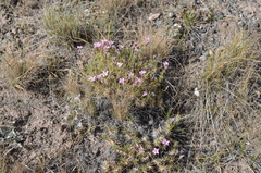 Acantholimon