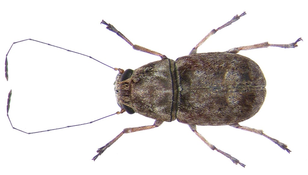 Exillis
