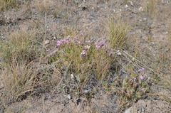 Acantholimon