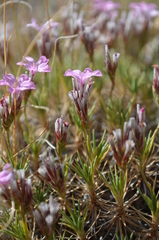 Acantholimon