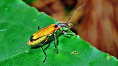 Chauliognathus atroscutellaris