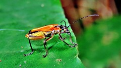 Chauliognathus atroscutellaris