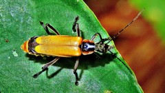 Chauliognathus atroscutellaris