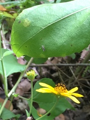 Schreckensteinia erythriella