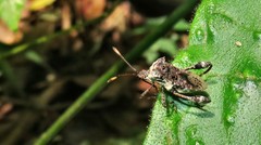 Merocoris