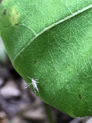 Schreckensteinia erythriella