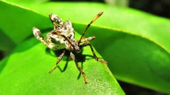 Merocoris