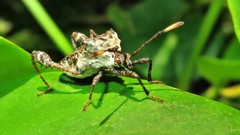 Merocoris