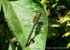 Rhionaeschna marchali