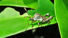 Merocoris
