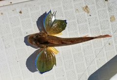 Chelidonichthys lucerna