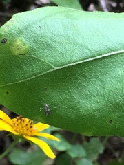 Schreckensteinia erythriella