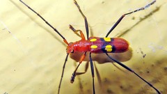 Pronuba decora