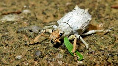 Platyomus