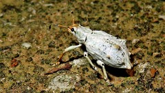 Platyomus