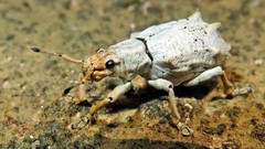 Platyomus
