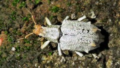 Platyomus