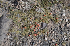 Ephedra fedtschenkoae