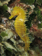 Hippocampus guttulatus