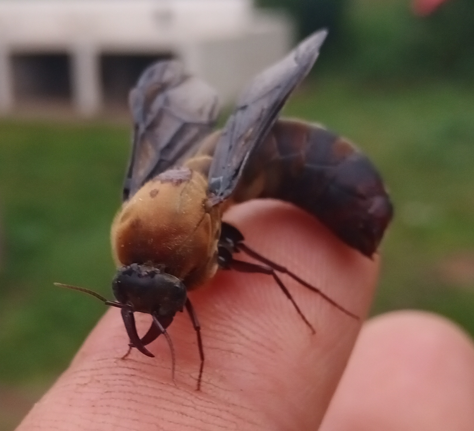 Dorylus emeryi