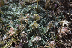 Oxytropis brachycarpa