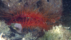 Ctenoides scaber
