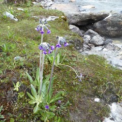 Primula macrophylla