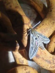 Hyles livornicoides