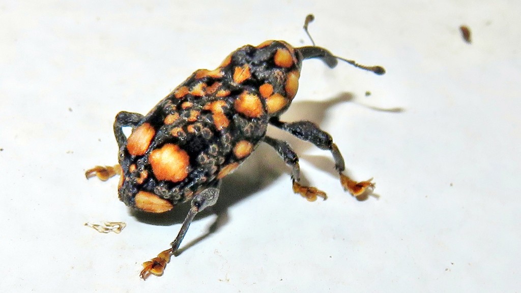 Heilipodus onychinus