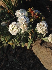 Ptilotrichum canescens