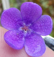 Primula macrophylla