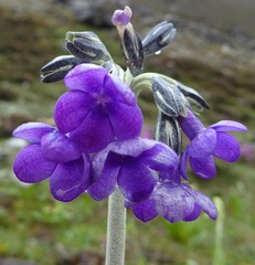 Primula macrophylla