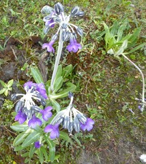 Primula macrophylla