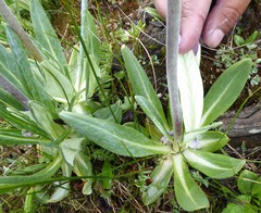 Primula macrophylla