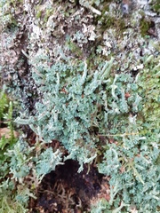 Cladonia polydactyla