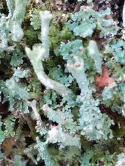 Cladonia polydactyla