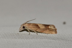 Eucosma conterminana