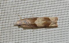 Eucosma conterminana